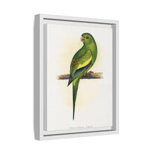 Canary-Winged Conure ( Brotogeris versicolurus) colored wood-engraved plate by Alexander Francis Lydon