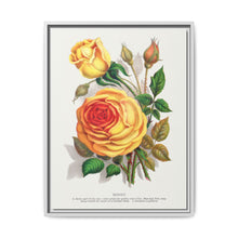 lithograph from Botanical Specimen published by Rochester Lithographing - NOMADEN ART GALLERY