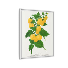Golden queen raspberry lithograph. Digitally enhanced from our own original 1900 edition plates of Botanical Specimen published by Rochester Lithographing