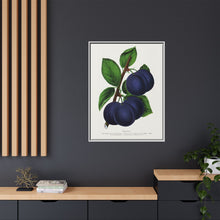 Niagara plum lithograph. Digitally enhanced from our own original 1900 edition plates of Botanical Specimen published by Rochester Lithographing
