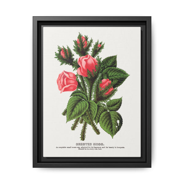 Pink roses, Crested Moss lithograph. Digitally enhanced from our own original 1900 edition plates of Botanical Specimen published by Rochester Lithographing - NOMADEN ART GALLERY