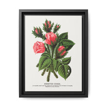 Pink roses, Crested Moss lithograph. Digitally enhanced from our own original 1900 edition plates of Botanical Specimen published by Rochester Lithographing - NOMADEN ART GALLERY