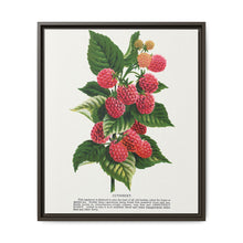 Cuthbert raspberry lithograph. Digitally enhanced from our own original 1900 edition plates of Botanical Specimen published by Rochester Lithographing - NOMADEN ART GALLERY