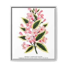 Pink flowers, Weigela lithograph (1900) - NOMADEN ART GALLERY