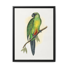 Masked Parrakeet (Prosopeia personata) colored wood-engraved plate by Alexander Francis Lydon