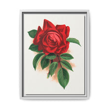 Red rose, Alfred Colomb lithograph. Digitally enhanced from our own original 1900 edition plates of Botanical Specimen published by Rochester Lithographing - NOMADEN ART GALLERY