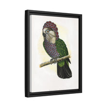 Hawk-Headed Parrot (Deroptyus accipitrinus) colored wood-engraved plate by Alexander Francis Lydon.