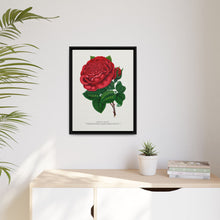 Red rose, American Beauty lithograph. Digitally enhanced from our own original 1900 edition plates of Botanical Specimen published by Rochester Lithographing