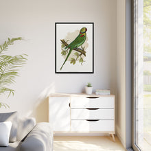 Alexandrine Parakeet (Psittacula eupatria) colored wood-engraved plate by Alexander Francis Lydon.