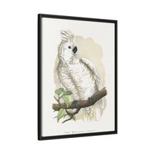 Placa xilográfica coloreada de la cacatúa de cresta blanca (Cacatua alba) de Alexander Francis Lydon