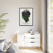 Early Ohio grape lithograph. Digitally enhanced from our own original 1900 edition plates of Botanical Specimen published by Rochester Lithographing