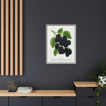 Snyder Blackberry lithograph from Botanical Specimen published by Rochester Lithographing