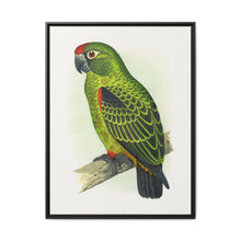 Jardine's Parrot (Poicephalus gulielmi gulielmi) colored wood-engraved plate by Alexander Francis Lydon. - NOMADEN ART GALLERY