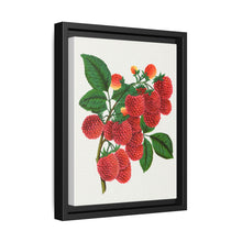 Shaffer's Colossal Raspberry Lithograph (1900) - NOMADEN ART GALLERY