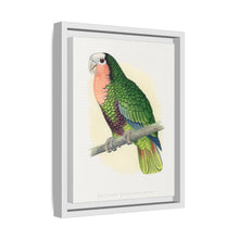 Red-Throated White-Fronted Amazon (Amazona leucocephala) colored wood-engraved plate by Alexander Francis Lydon.