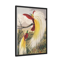 Birds of Paradise: Vintage Natural History Art by Benjamin Fawcett (1808 - 1893)