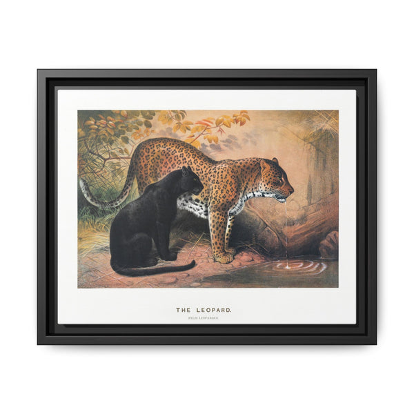 The Leopard from Zoological sketches (1861-1867) by Joseph Wolf and Philip Lutley Sclater