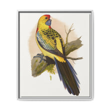 Yellow-Rumped Parrakeet (Platycercus elegans flaveolus) colored wood-engraved plate by Alexander Francis Lydon. - NOMADEN ART GALLERY