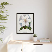Clematis flower lithograph. Digitally enhanced from our own original 1900 edition plates of Botanical Specimen published by Rochester Lithographing