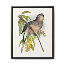 Bourke's Parrakeet (Neopsephotus bourkii) colored wood-engraved plate by Alexander Francis Lydon. - NOMADEN ART GALLERY