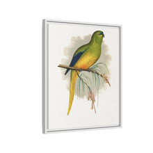 Elegant Parrakeet (Neophema elegans) colored wood-engraved plate by Alexander Francis Lydon