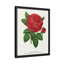 Red rose, General Jacquemont flower lithograph. Digitally enhanced from our own original 1900 edition plates of Botanical Specimen published by Rochester Lithographing