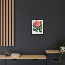 Pink rose, Glorie de Dijon lithograph. Digitally enhanced from our own original 1900 edition plates of Botanical Specimen published by Rochester Lithographing