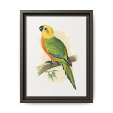 Jendaya Conure (Aratinga jandaya) colored wood-engraved plate by Alexander Francis Lydon. - NOMADEN ART GALLERY