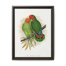 West African Love-Bird (Agapornis) colored wood-engraved plate by Alexander Francis Lydon. - NOMADEN ART GALLERY