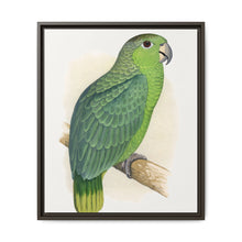 Mealy Amazon (Amazona farinosa) colored wood-engraved plate by Alexander Francis Lydon - NOMADEN ART GALLERY