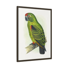 Placa grabada en madera de color loro de Jardine (Poicephalus gulielmi gulielmi) de Alexander Francis Lydon. 