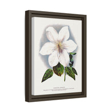 Clematis flower lithograph. Digitally enhanced from our own original 1900 edition plates of Botanical Specimen published by Rochester Lithographing