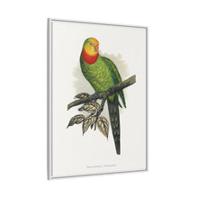 Barraband's Parakeet (Polytelis swainsonii) colored wood-engraved plate by Alexander Francis Lydon