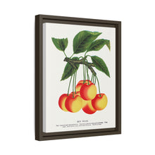 Gov Wood cherry lithograph. Digitally enhanced from our own original 1900 edition plates of Botanical Specimen published by Rochester Lithographing