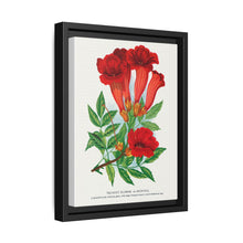 Trumpet flower lithograph. Digitally enhanced from our own original 1900 edition plates of Botanical Specimen published by Rochester Lithographing - NOMADEN ART GALLERY