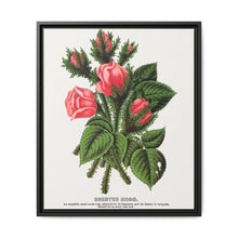 Pink roses, Crested Moss lithograph. Digitally enhanced from our own original 1900 edition plates of Botanical Specimen published by Rochester Lithographing - NOMADEN ART GALLERY