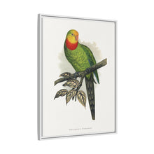 Barraband's Parakeet (Polytelis swainsonii) colored wood-engraved plate by Alexander Francis Lydon