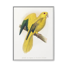 Golden or Queen Bavaria's Parrot (Guaruba guarouba) colored wood-engraved plate by Alexander Francis Lydon. - NOMADEN ART GALLERY