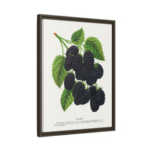 Snyder Blackberry lithograph from Botanical Specimen published by Rochester Lithographing