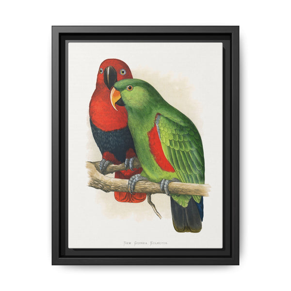 New Guinea Ecletus (Eclectus roratus polychloros) colored wood-engraved plate by Alexander Francis Lydon. - NOMADEN ART GALLERY