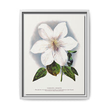 Clematis flower lithograph. Digitally enhanced from our own original 1900 edition plates of Botanical Specimen published by Rochester Lithographing - NOMADEN ART GALLERY