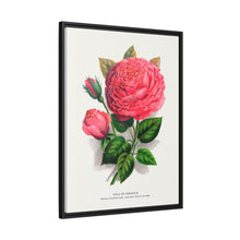 Pink rose, Anna De Diesbach lithograph. Digitally enhanced from our own original 1900 edition plates of Botanical Specimen published by Rochester Lithographing