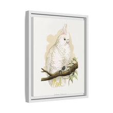 Goffin's Cockatoo (Cacatua goffiniana) colored wood-engraved plate by Alexander Francis Lydon.