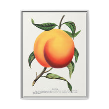 Foster peach lithograph. Digitally enhanced from our own original 1900 edition plates of Botanical Specimen published by Rochester Lithographing - NOMADEN ART GALLERY