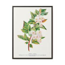 Spirea Aurea flowers lithograph. Digitally enhanced from our own original 1900 edition plates of Botanical Specimen published by Rochester Lithographing - NOMADEN ART GALLERY
