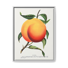 Foster peach lithograph. Digitally enhanced from our own original 1900 edition plates of Botanical Specimen published by Rochester Lithographing - NOMADEN ART GALLERY