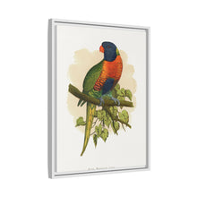 Blue Mountain Lory (Trichoglossus moluccanus) colored wood-engraved plate by Alexander Francis Lydon.