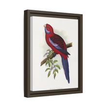 Pennant-Sittich (Platycercus elegans) farbige Holzstichplatte von Alexander Francis Lydon