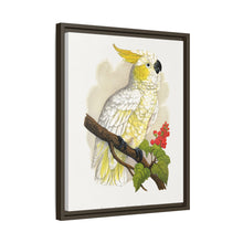 Kleiner Zitronenhaubenkakadu (Cacatua sulphurea) farbige Holzstichplatte von Alexander Francis Lydon