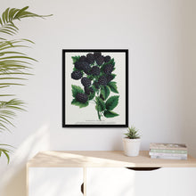 Wachusett Blackberry Lithograph | Vintage Botanical Wall Art